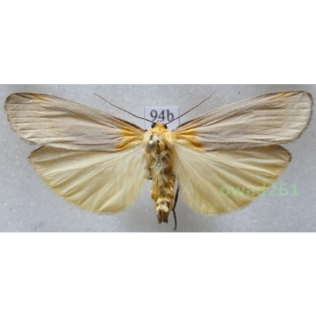 Lithosia quadra (Linnaeus, 1758) male Czech94b